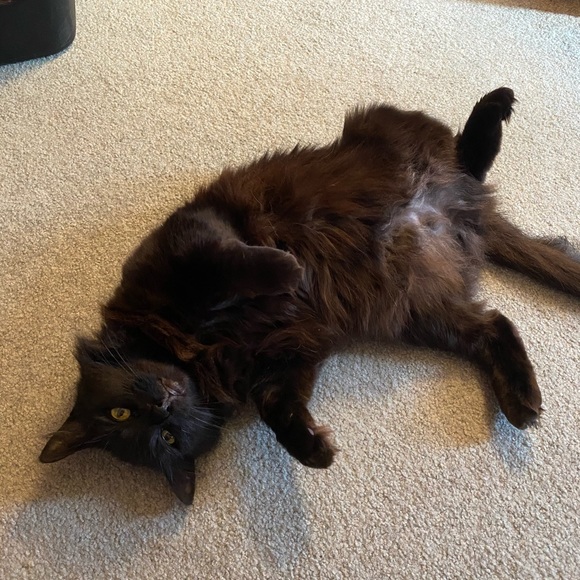 Meet your Posher, Lindsay - Picture 7 of 7